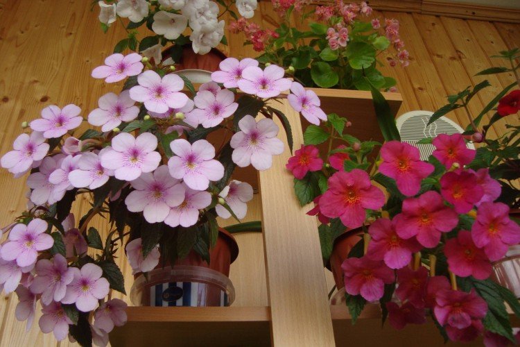 Ахименес – фото