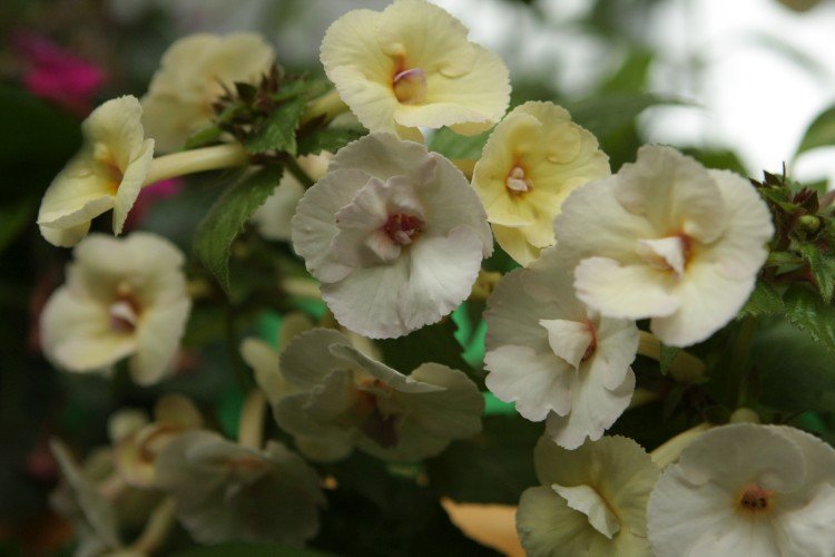 Ахименес – фото