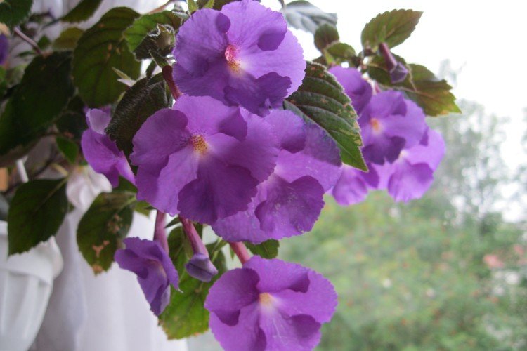 Ахименес – фото