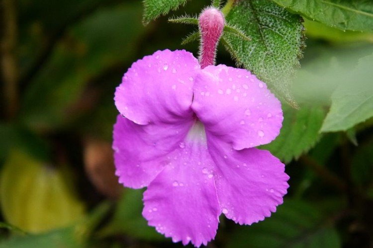 Крупноцветковый ахименес