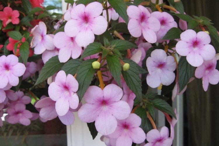 Ахименес – фото