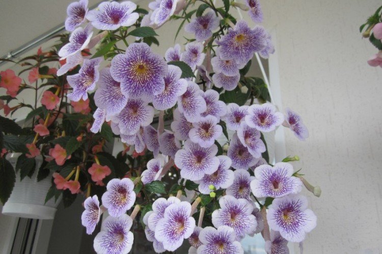 Ахименес – фото