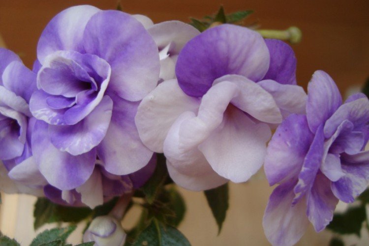 Ахименес – фото