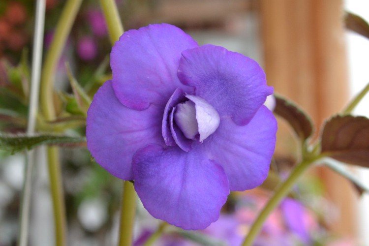 Ахименес – фото