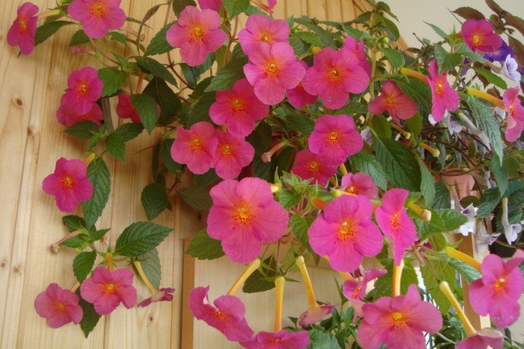 Ампельный ахименес