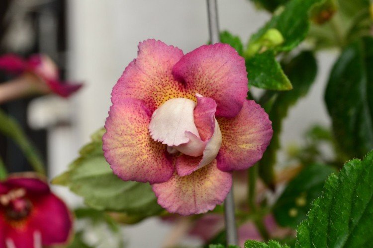 Махровый ахименес