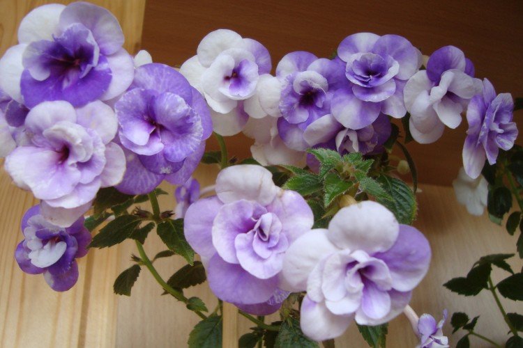 Температура