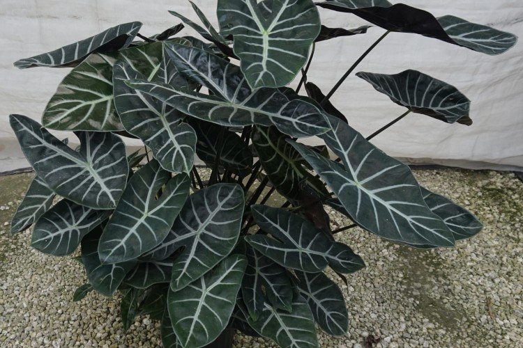 Алоказия (50 фото): виды, посадка и уход в домашних условиях