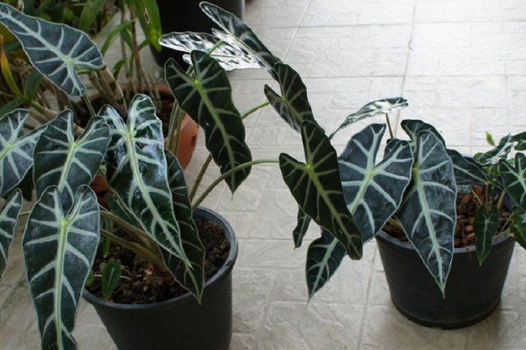 Опрыскивание и влажность