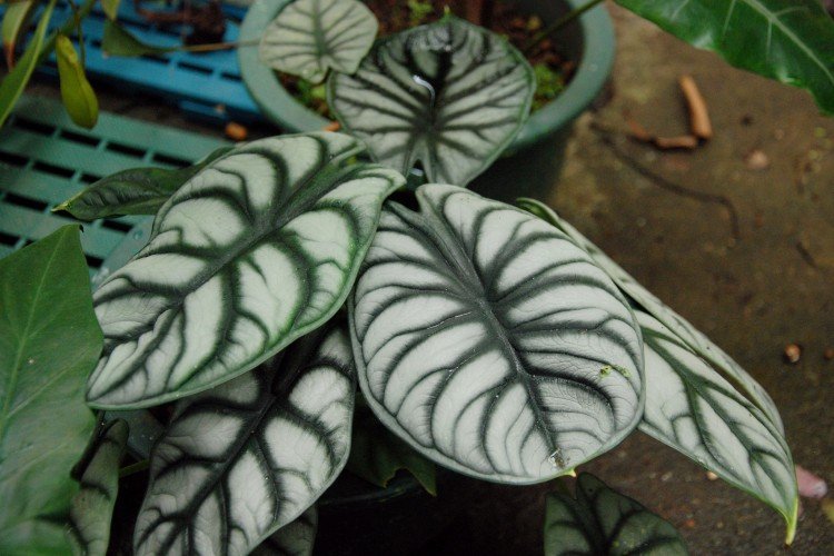 Удобрения и подкормка