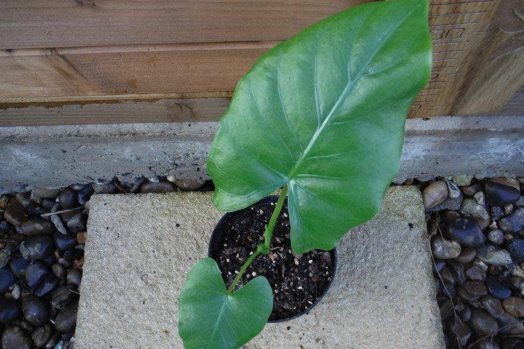 Размножение и посадка алоказии