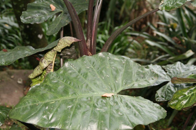 Борьба с вредителями и болезнями