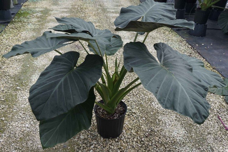 Алоказия – фото