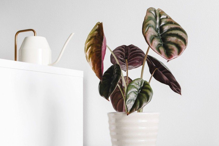 Алоказия – фото