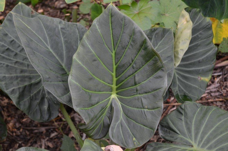 Алоказия – фото