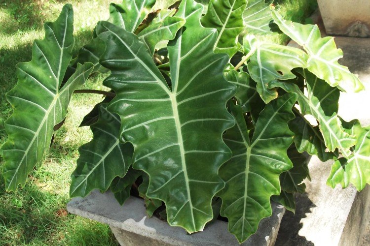 Алоказия – фото