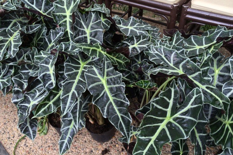 Алоказия Сандера