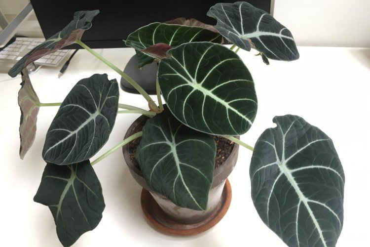 Алоказия – фото