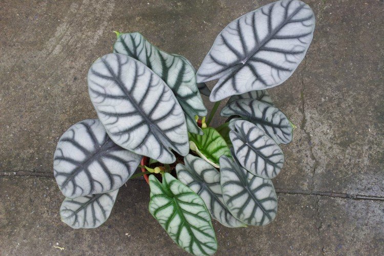 Алоказия – фото