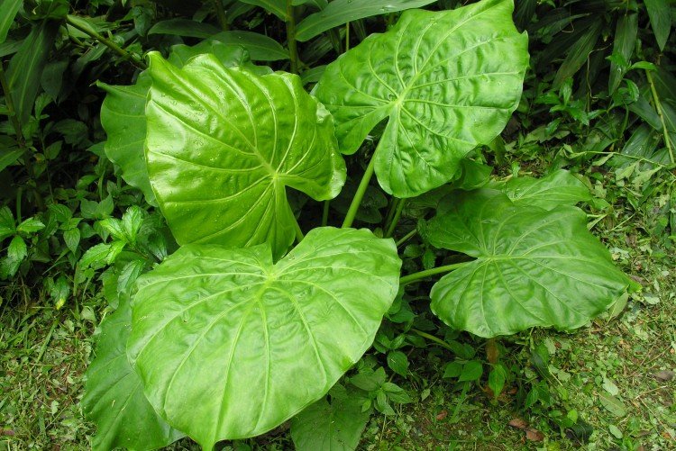 Пахучая алоказия