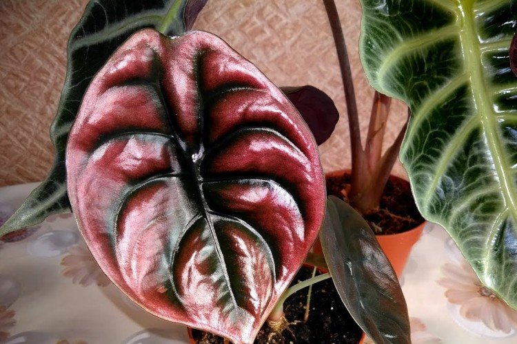 Медно-красная алоказия