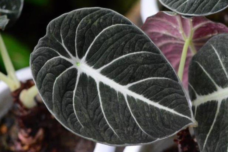 Черно-вельветовая алоказия