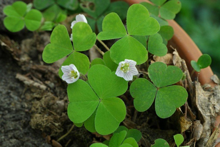 Общая информация