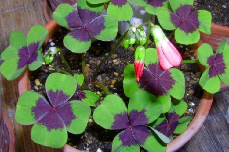 Размножение и посадка кислицы