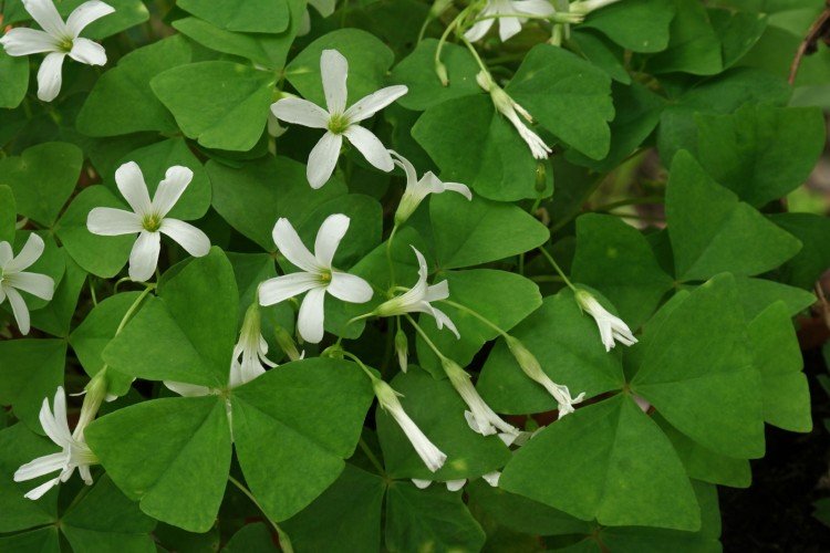 Кислица – фото