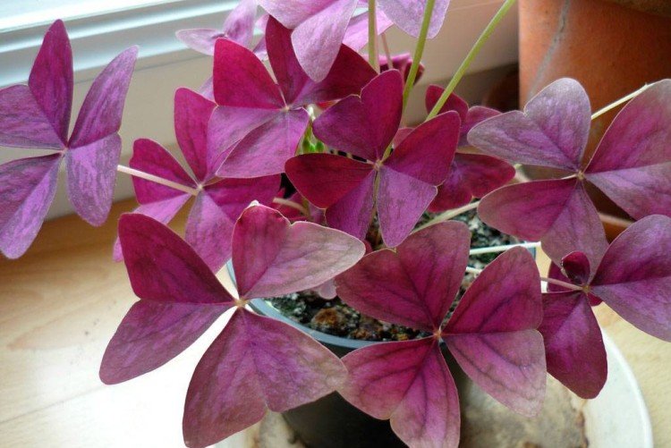 Кислица – фото