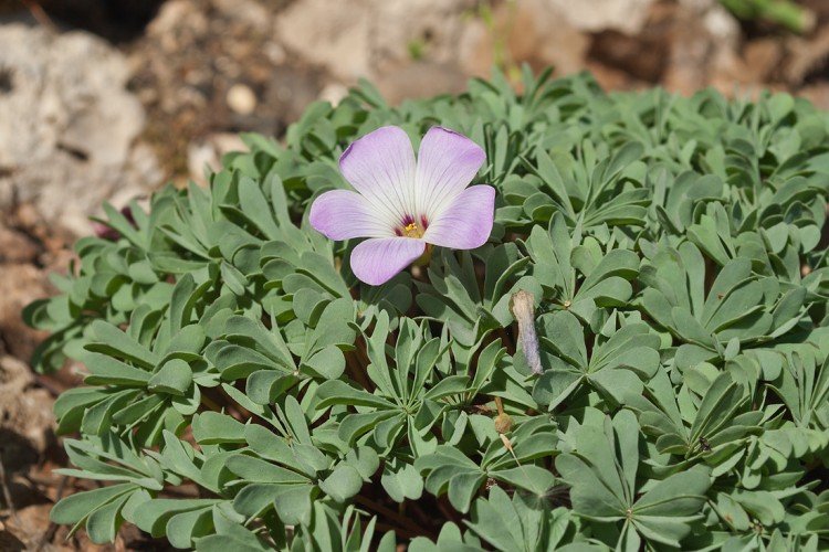 Кислица – фото