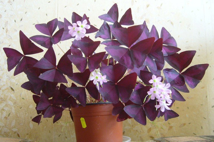 Кислица – фото