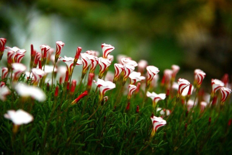 Пестроцветная кислица