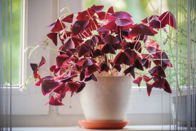 Кислица – фото