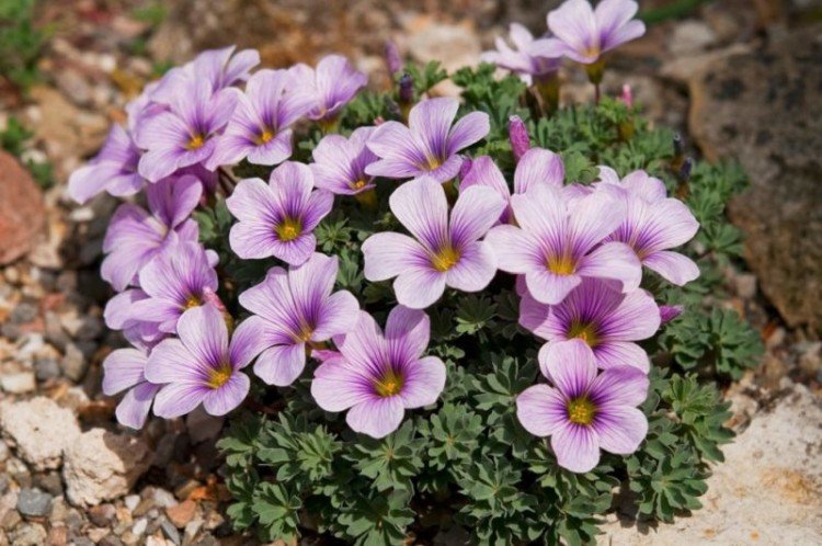 Кислица – фото