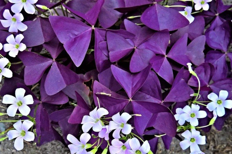 Кислица – фото