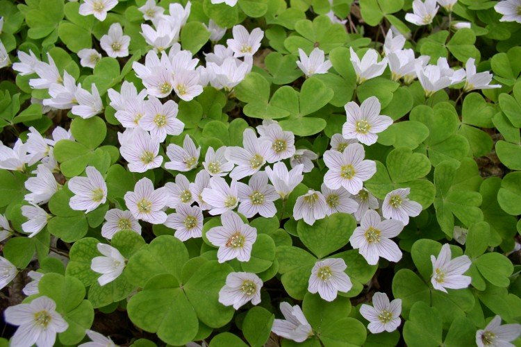 Кислица – фото