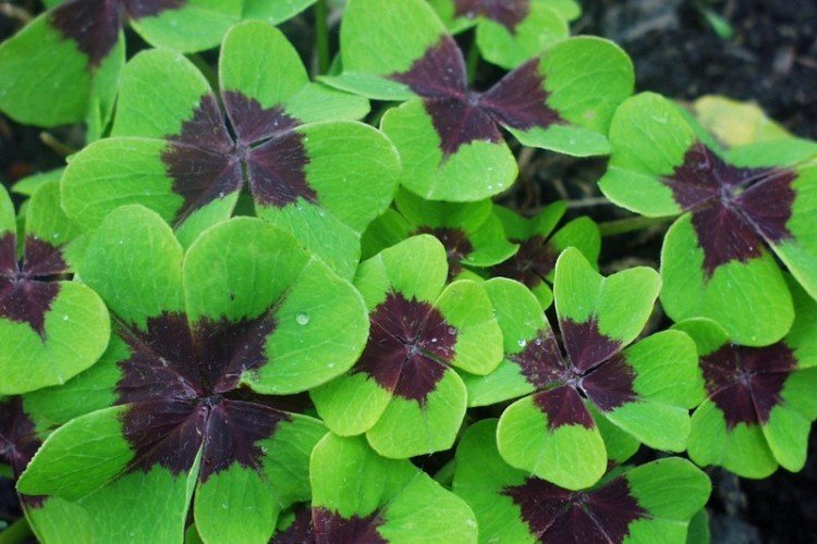 Кислица – фото