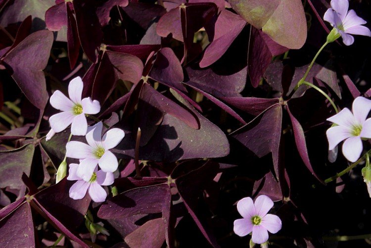 Кислица – фото