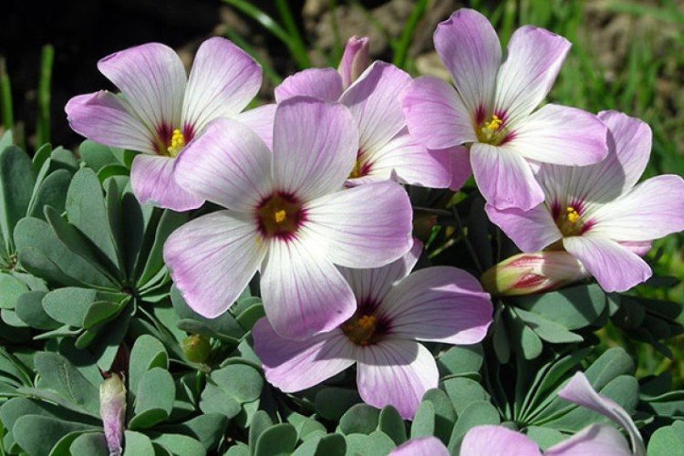 Железистолистная кислица