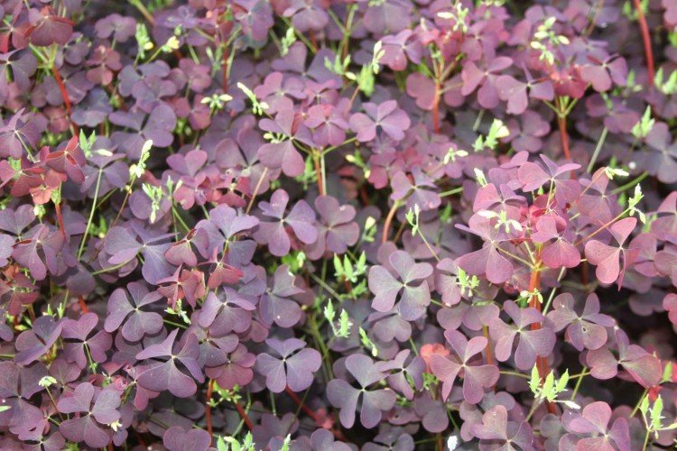 Рожковая кислица