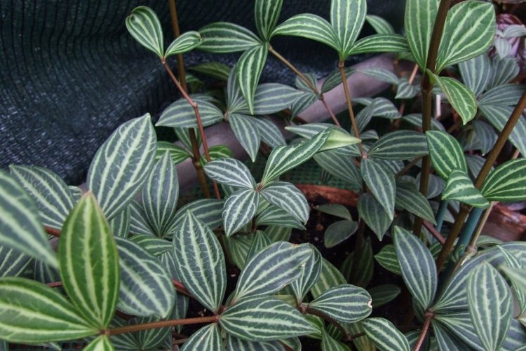 Пеперомия – фото