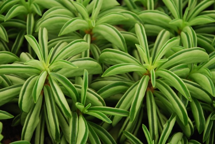 Пеперомия – фото