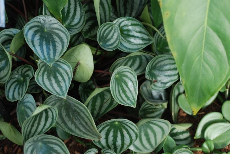 Пеперомия – фото