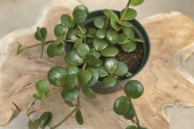 Пеперомия – фото