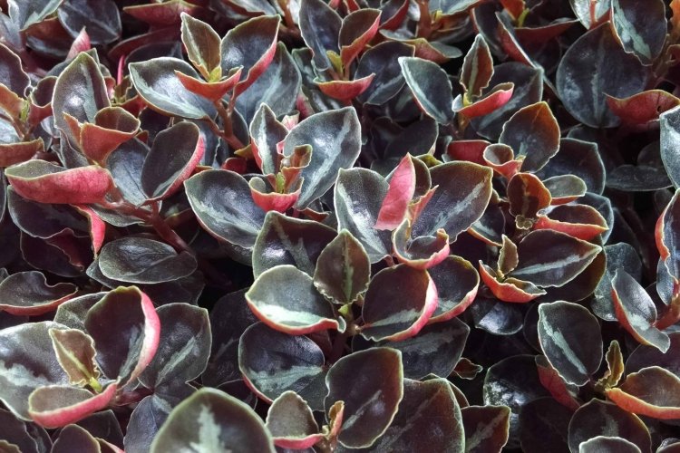 Пеперомия – фото