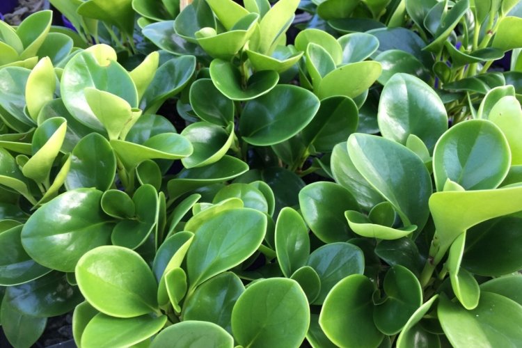 Прямостоячая пеперомия