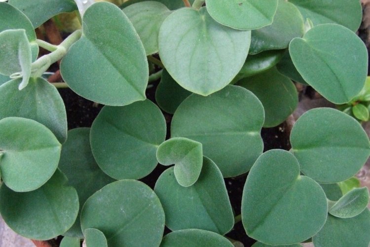 Пеперомия – фото