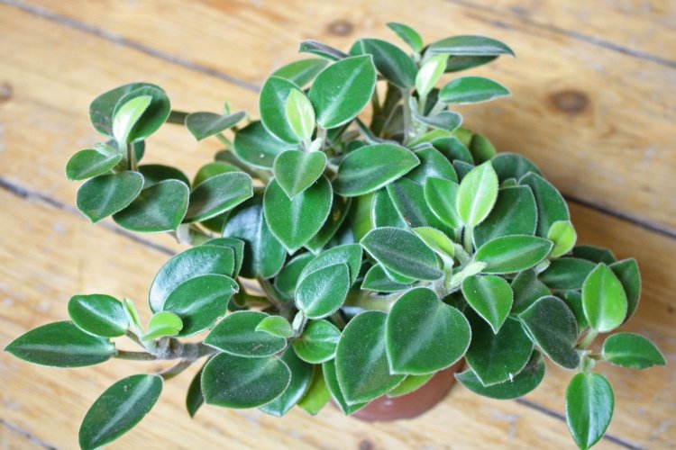 Пеперомия – фото