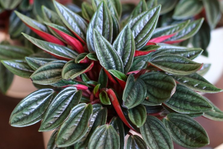 Опрыскивания и влажность